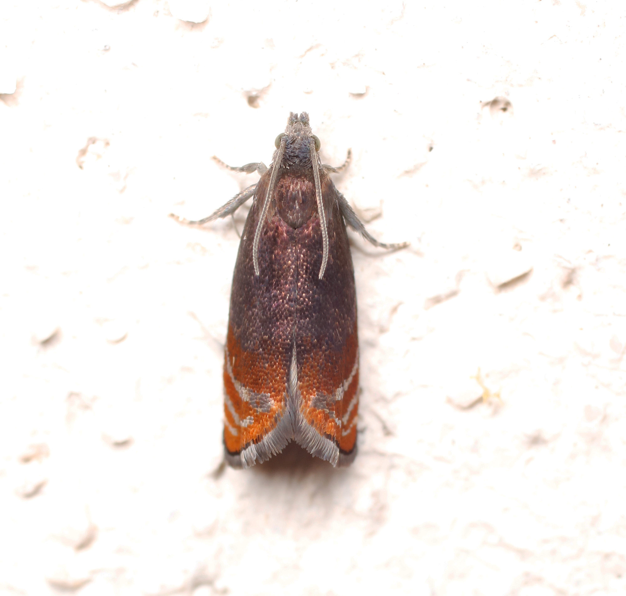 Lepidottero 1 da identificare
